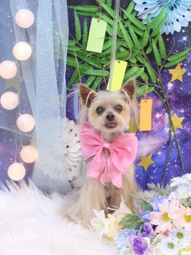 20250705ココちゃん